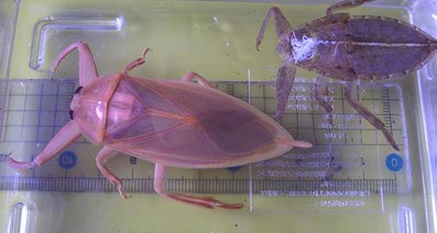 新成虫とその抜け殻