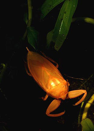 新成虫♀