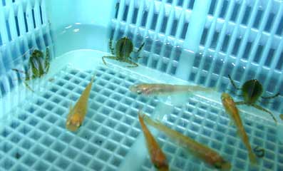 ２齢幼虫