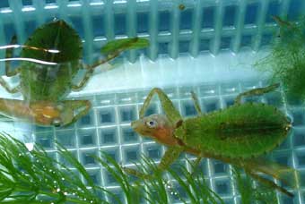 ３齢幼虫